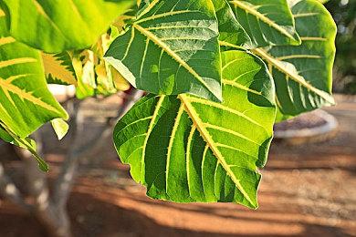 《优米雅的炼金工房》预购开放 官方分享精美游戏截图