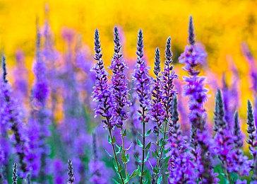 《如龙7外传》容量高达98GB 或包含如龙8体验版